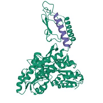 Structure of human parathyroid hormone (purple) in complex with the extracellular domain of its G-protein-coupled receptor, PTH1R (green), 3D cartoon model isolated, white background