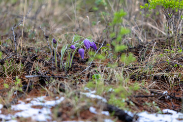 Purple flowers grow in early spring near fresh grass and snow. Pulsatilla patens.