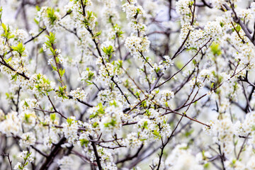 Blooming plum tree. The branches are covered with white flowers.