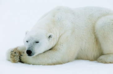 Fototapeta na wymiar White Polar Bear sleeping on ice
