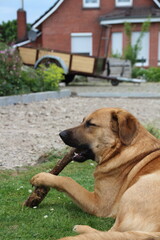 Hund mit Kaustange zu hause