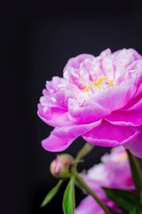 Fototapeta na wymiar Pink peony flower on a black background