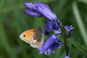 A Small Heath Butterfly perched on a Bluebells. © Gary