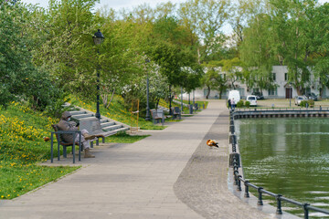 Lifestyle scene. Young park security resting on the bench near the pond. Coronavirus Pandemic lifestyle. He wearing face protective mask. Ruddy Ducks (shelducks) walking nearby  Park is closed