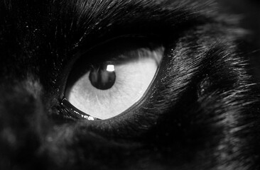 Close up of black and white cat eyes