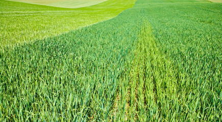Obraz na płótnie Canvas Green crop field on a sunny day, agricultural background.