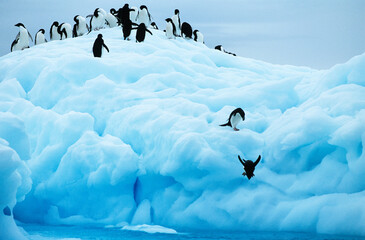 Penguins diving off glacier into sea © MDBPIXS