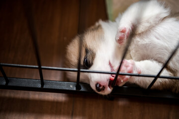 Baby Dog Sleep & So Cute, The Pembroke Welsh Corgi.