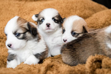 Obraz premium Baby Dog Sleep & So Cute, The Pembroke Welsh Corgi.