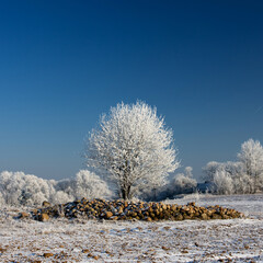 Frozen trees in the meadow.