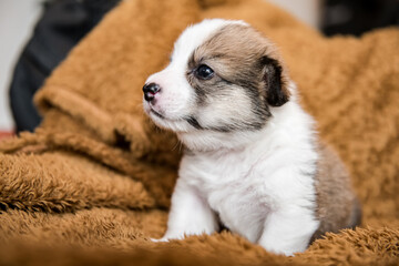 Baby Dog Sleep & So Cute, The Pembroke Welsh Corgi.