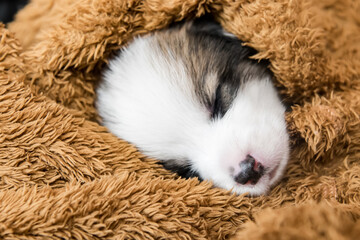 Baby Dog Sleep & So Cute, The Pembroke Welsh Corgi.