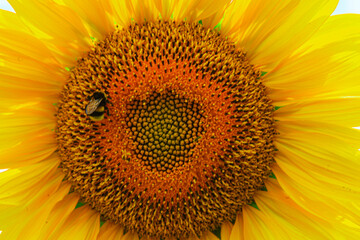 A honey bee on the yellow sunflower