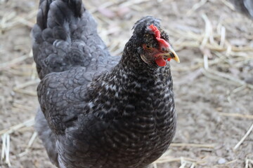 Blue barred hen close up