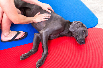 Weimaraner Hund bekommt eine Massage