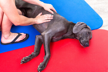 Weimaraner Hund bekommt eine Massage