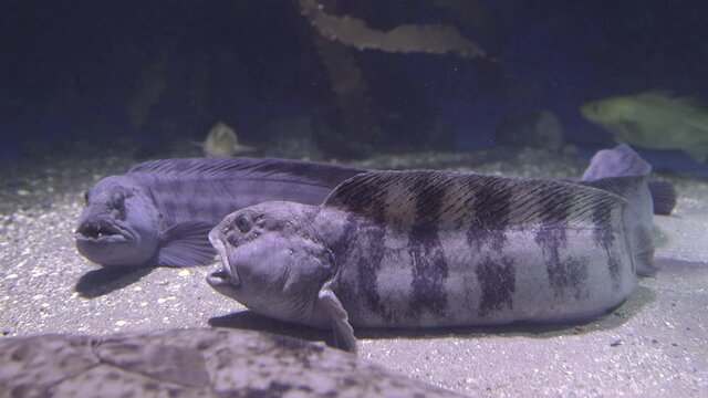 wolffish couple pair fish animal close view perched on sea floor
