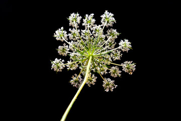 High resolution close-up macro image of a blooming Queen Anne's Lace on  black background