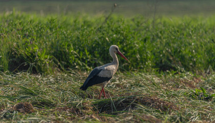 Stork on summer field with green grass and hay