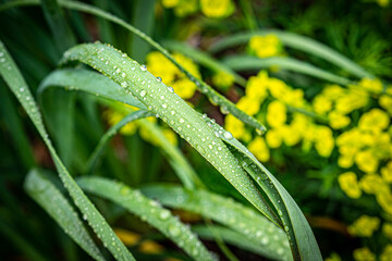 Water drops on grass after rain