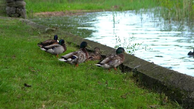Man is in close contact with nature on lake Como.4K