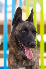 Portrait of a dutch shepherd on colorful background