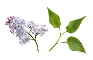 lilac flower and leaves isolated on white background