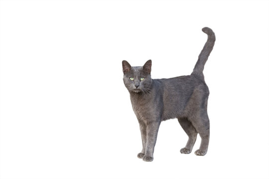 NEW PAPO 54040 Blue Grey Chartreux Cat Standing Pose 