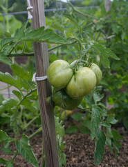 Tomatoes on the vine.