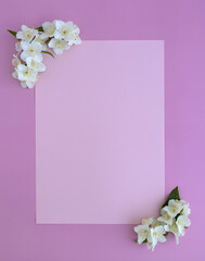 white Jasmine flowers close up on a pink background with a clean, empty space .concept of a postcard with text