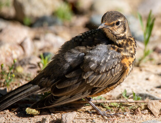 juvenile robin on the ground