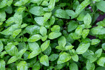 Banana Mint (Mentha arvensis) herb plant