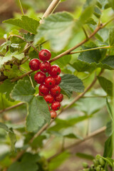 red berries of a currant
