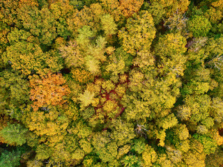 Aerial view of autumn forest in northern France