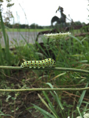 green caterpillar on a leaf