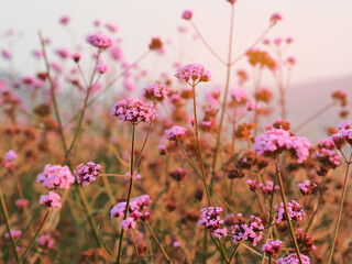 Purple flower blooming in spring season at a sunrise time for background