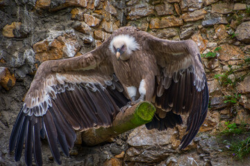 Fototapeta premium Wide wing span of vulture bird in the cage standing on big wooden stick. Huge bird kept locked up. Endangered species help for conservation purposes