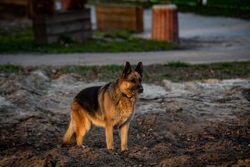 Nice German Shepherd walking in park in sunset light nature pets 