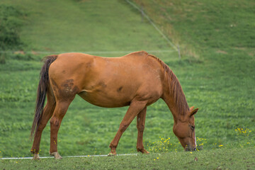 Fototapeta premium Brown horse eating grass on farming field. Green meadow in background. Low angle, shallow depth of field