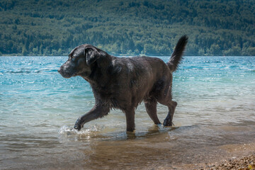 Big black Labrador dog standing in shallow water. Amazing natural pristine Bohinj lake in Alps mountains, Slovenia. Hot summer day. Wide shot, low angle