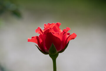 Red, scarlet rose in the garden on a sunny day.