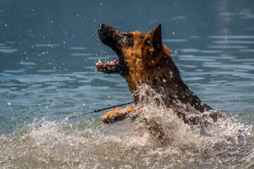 Fototapeta premium German shepherd playing in pristine clean lake on a hot day. Dog take a dip to cool down in hot summer. Low angle view, close up