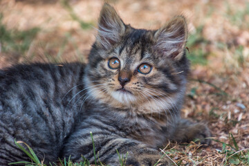 Low angle small cute adorable kitten laying on ground outdoor and curiously looking away. Shallow depth of field, isolated, close up