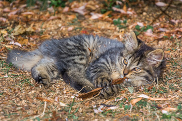 Low angle small cute adorable kitten laying on sawdust, playing with leaf and curiously looking away. Shallow depth of field, isolated, close up