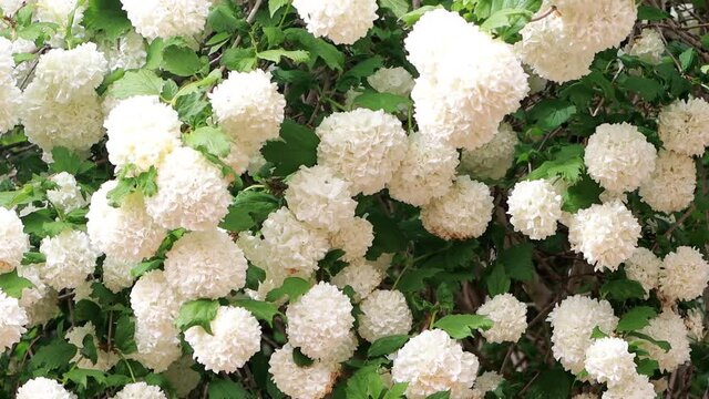 snowball, viburnum opulus flowering in spring