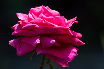 Red, scarlet rose in the garden on a sunny day.