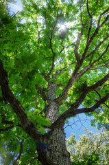 Fototapeta premium Forest tree lit by the rays of the sun