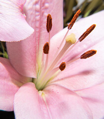 Pink lilies petal macro photography