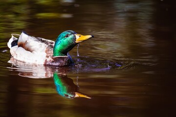 Drake duck with drops of water on the head close-up