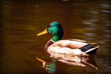 Obraz premium Drake duck with drops of water on the head close-up